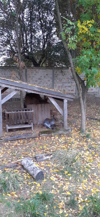 Kenguru Panzio Hotel Hodmezovasarhely Luaran gambar